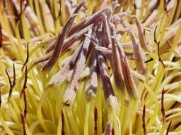 Protea cynaroides, I want to be free!